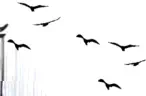 Vögel