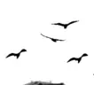 Vögel
