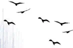Vögel